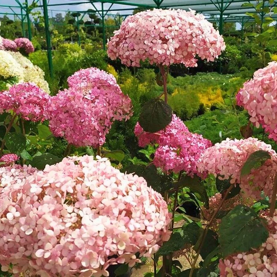 Гортензия древовидная "Eco Pink Puff"