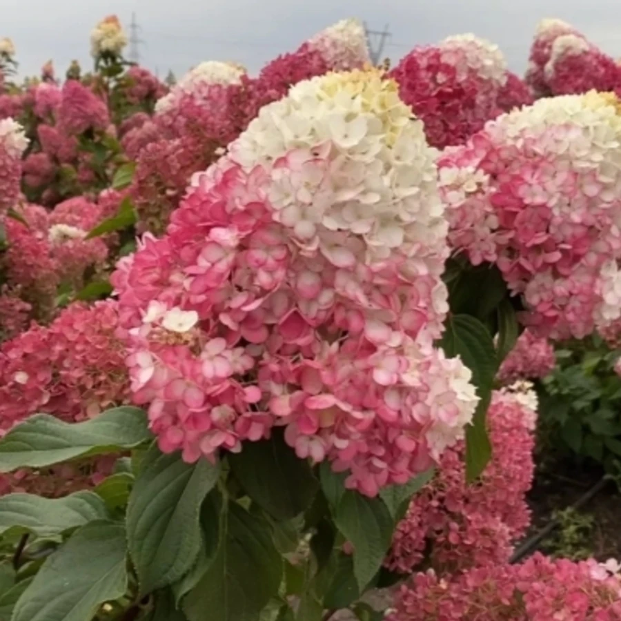 Гортензия метельчатая "Strawberry Blossom"