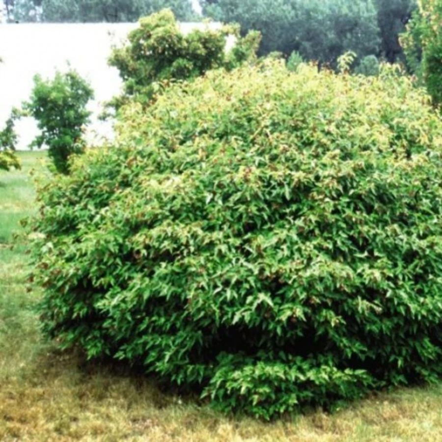 Клен Гиннала "Bailey Compact"