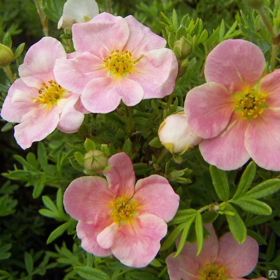 Лапчатка кустарниковая "Pink Wisper"