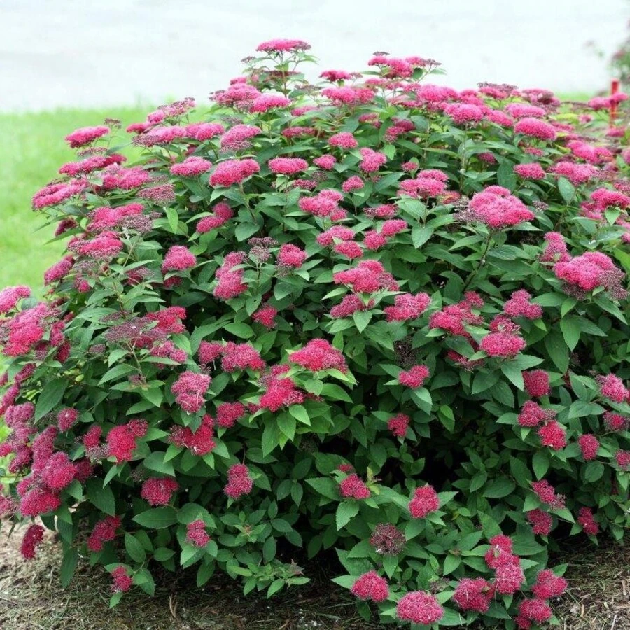 Спирея японская "Froebelii"