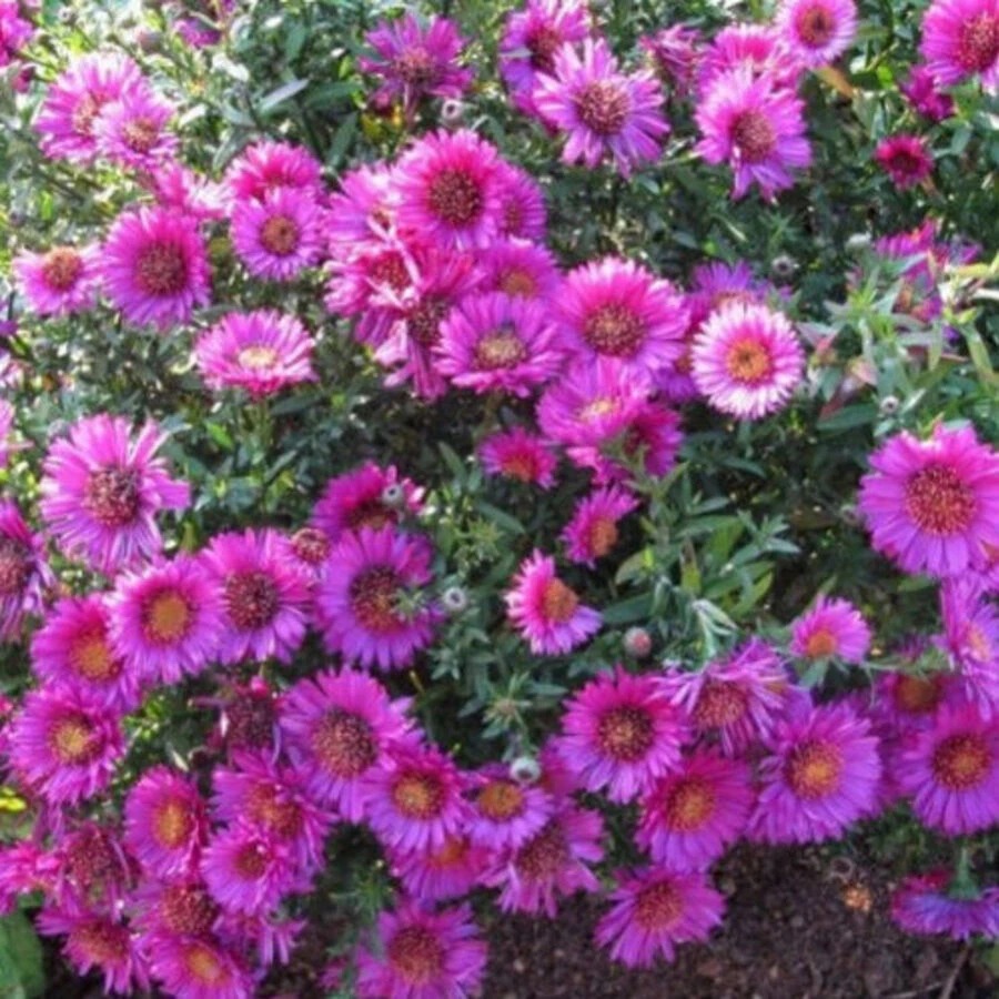 Астра кустарниковая "Pink Beauty"