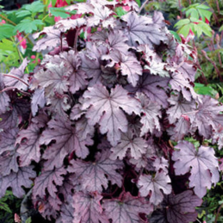 Гейхера гибридная "Plum Cascade"