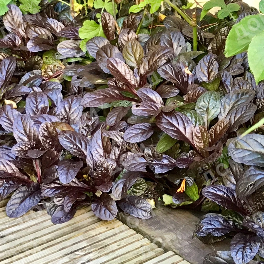 Живучка ползучая "Black Scallop"