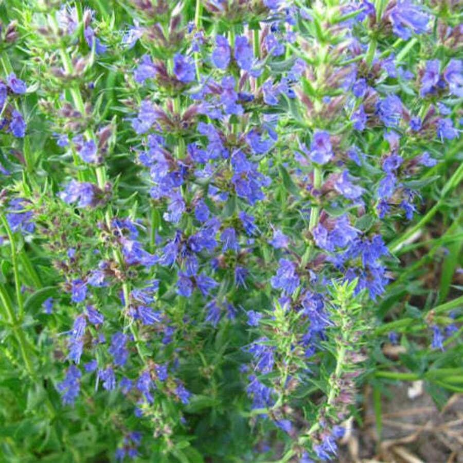 Иссоп лекарственный "Caeruleus" синий