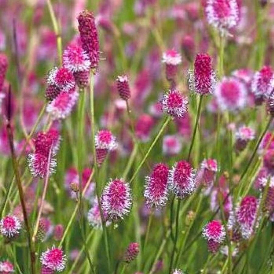 Кровохлебка лекарственная "Pink Tanna"