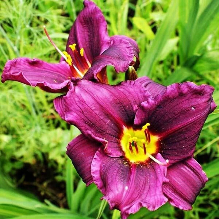 Лилейник "Super Purple" лиловый