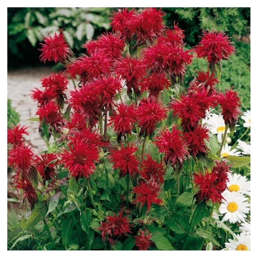 Монарда гибридная "Cambridge Scarlet"