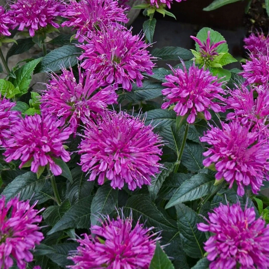 Монарда гибридная "Purple Lace"