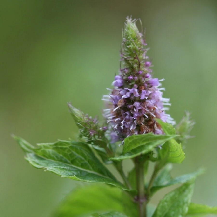 Мята "Garden Mint"