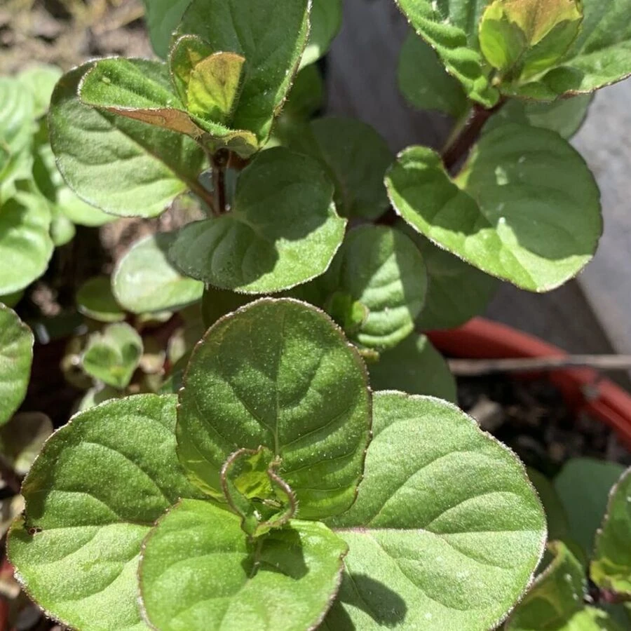 Мята "Mandarin Mint"