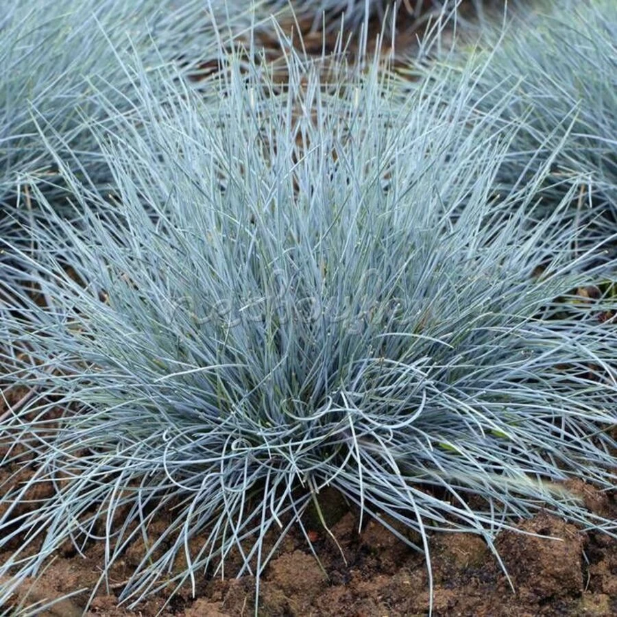 Овсяница сизая "Elijah Blue"