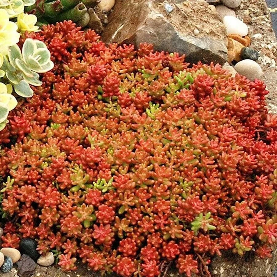 Очиток белый "Coral Carpet"
