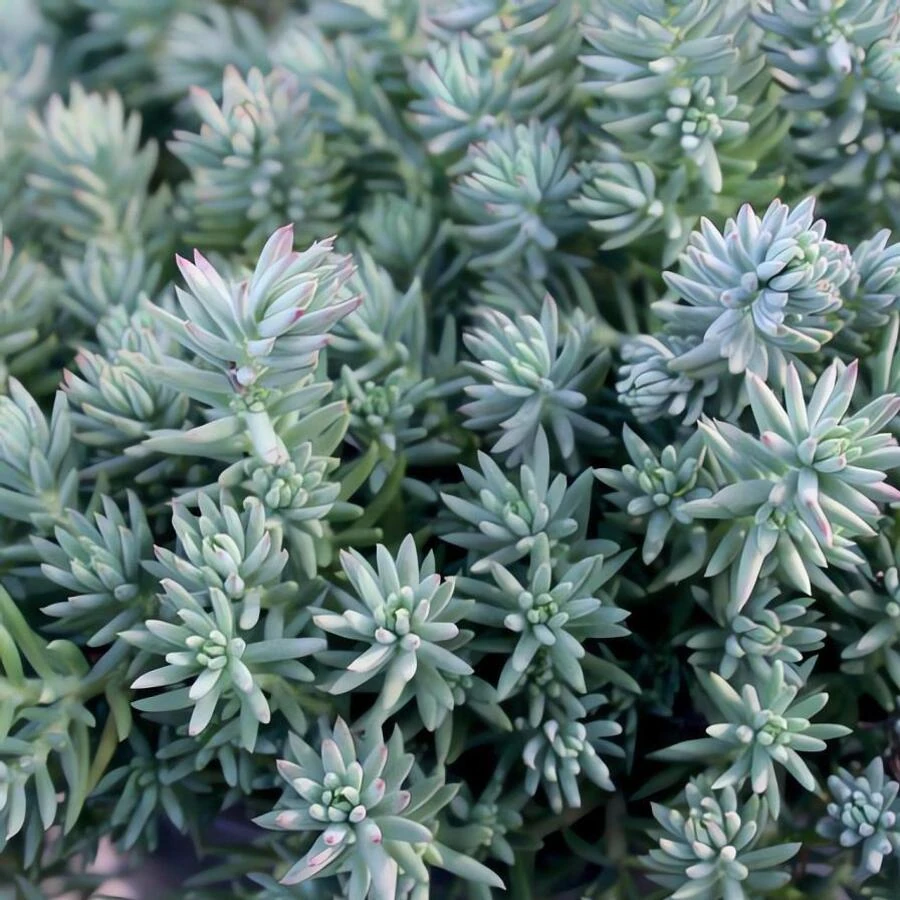 Очиток отогнутый "Blue Spruce"