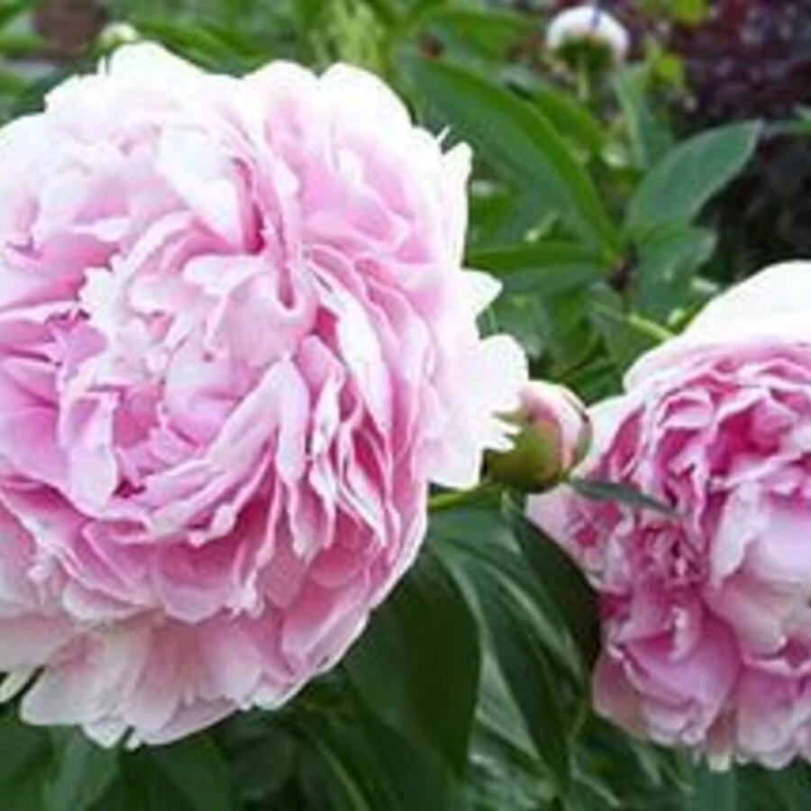 Пион молочноцветковый "Sarah Bernhardt"