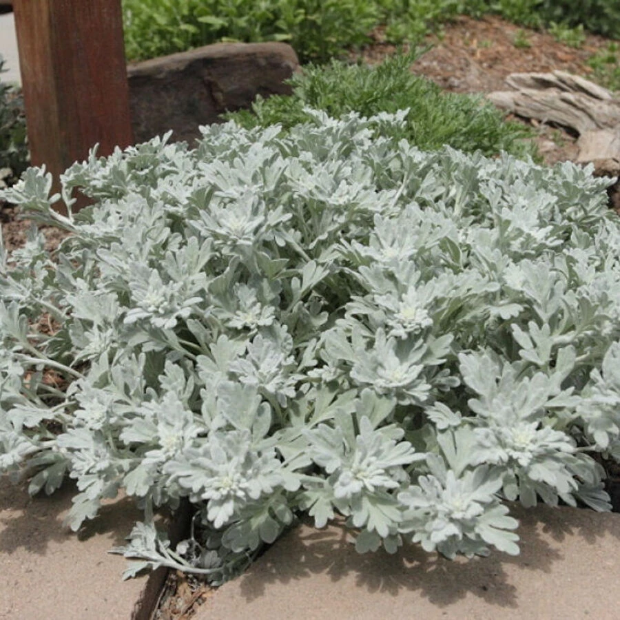 Полынь Стеллера "Silver Brocade"