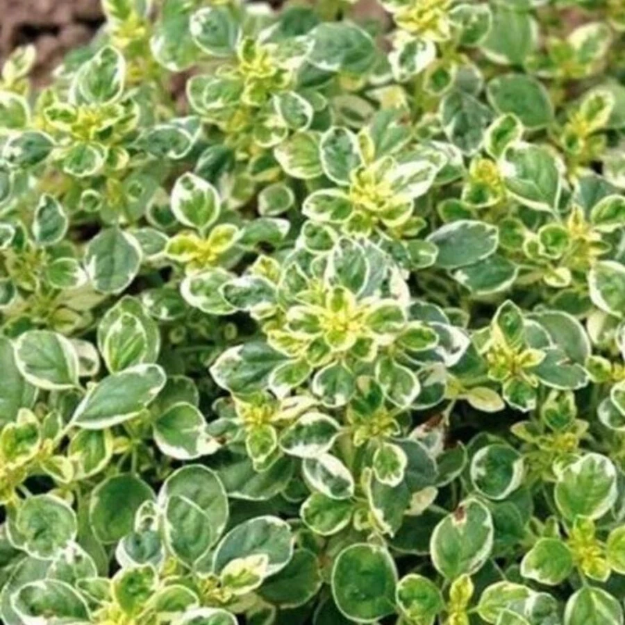 Тимьян лимоннопахнущий "Limone"