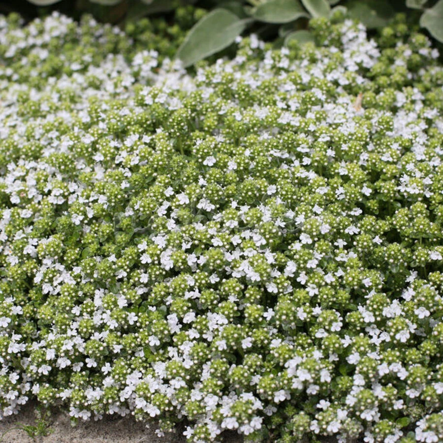 Тимьян ползучий "Albiflorus"