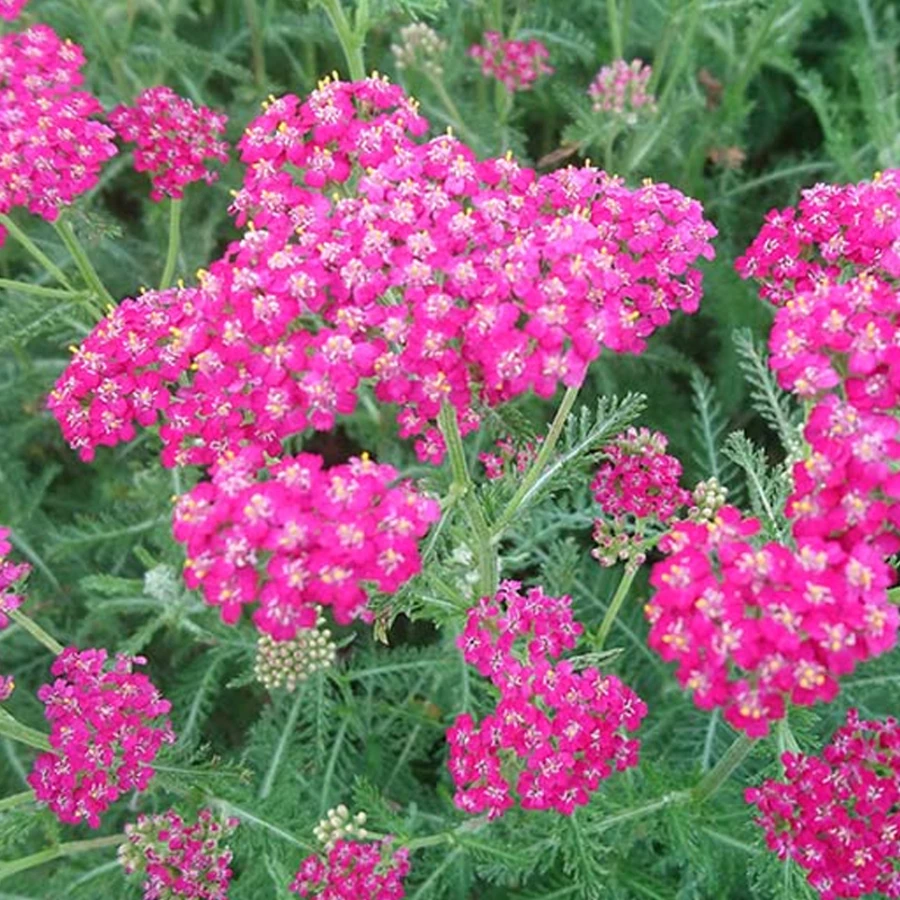 Тысячелистник "Cerise Queen"