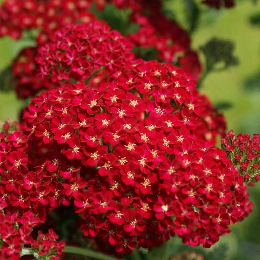 Тысячелистник обыкновенный "Red Velvet"