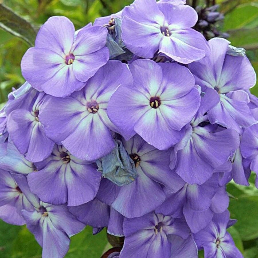 Флокс метельчатый "Blue Boy"