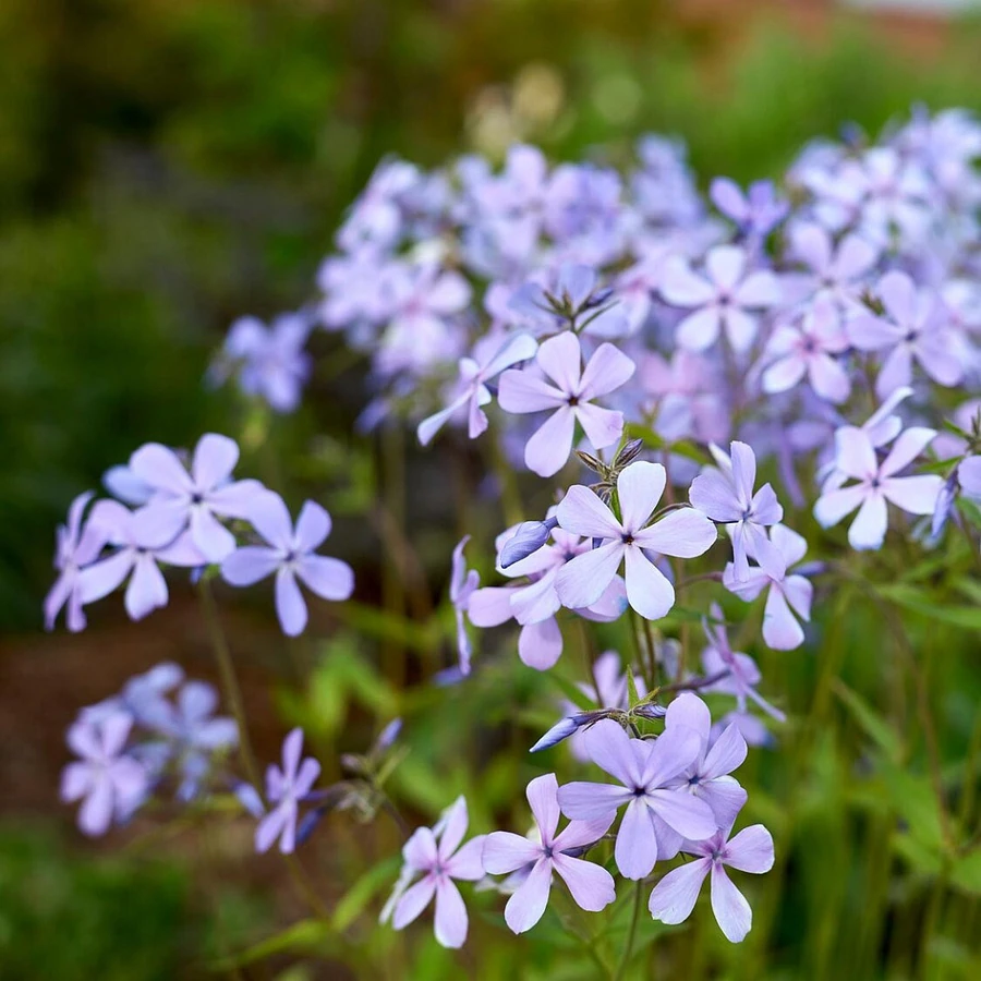Флокс растопыренный "Clouds of Perfume"