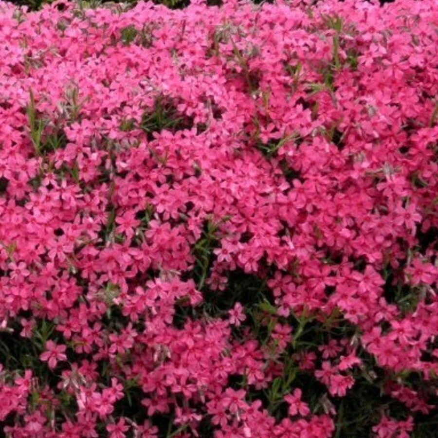 Флокс шиловидный "Atropurpurea"