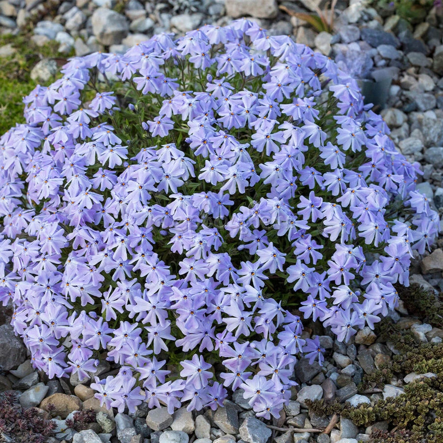Флокс шиловидный "Emerald Cushion Blue"