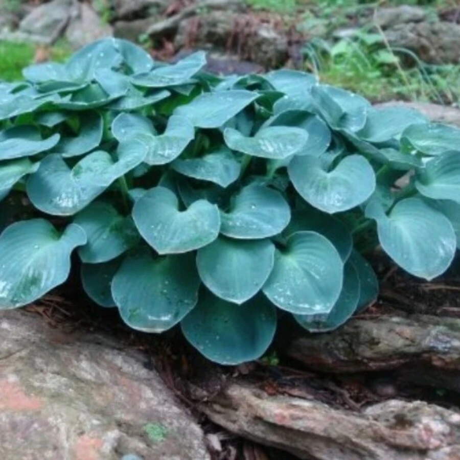 Хоста гибридная "Blue Mouse Ears"