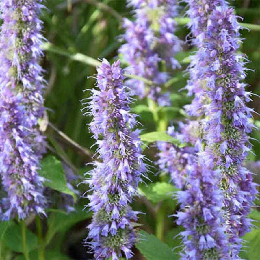 Агастахе 'Blue Fortune'