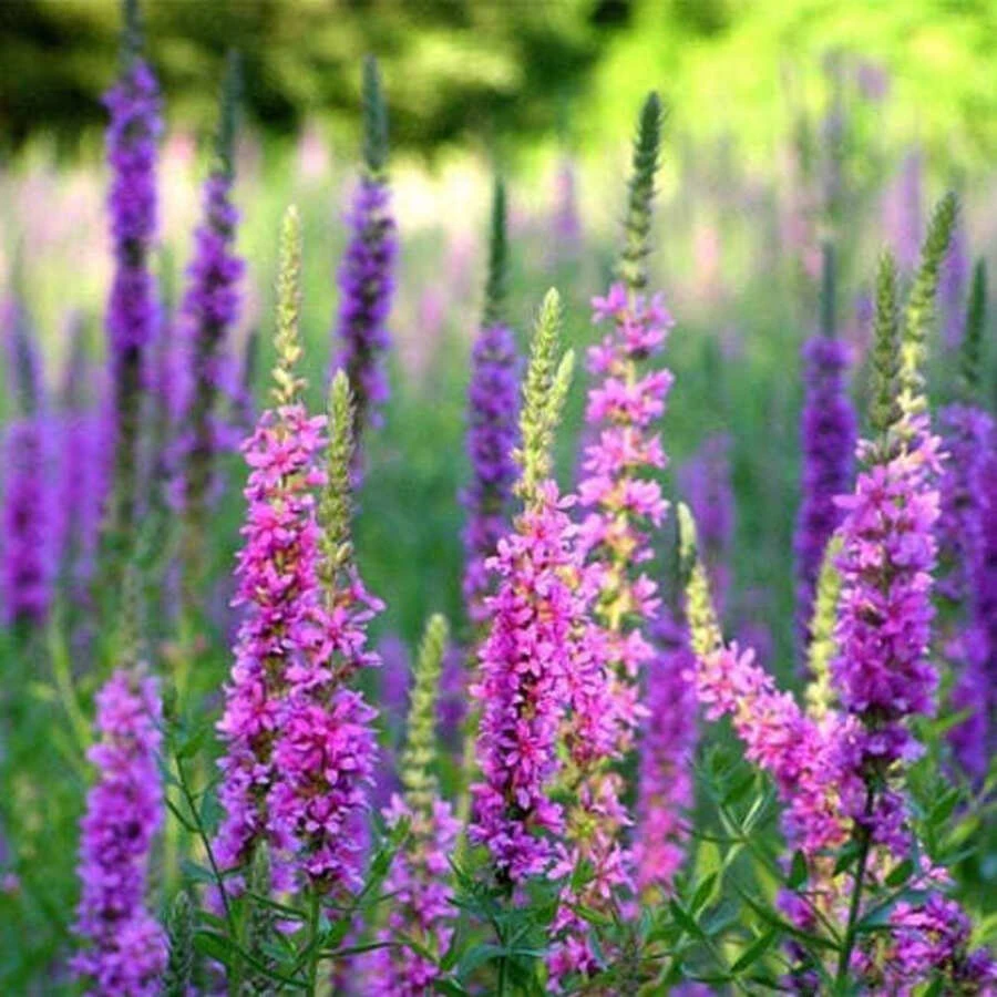 Дербенник прутьевидный 'Dropmore Purple'