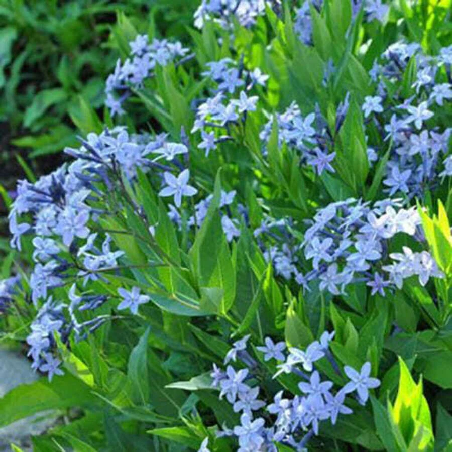 Амсония 'Blue Ice'