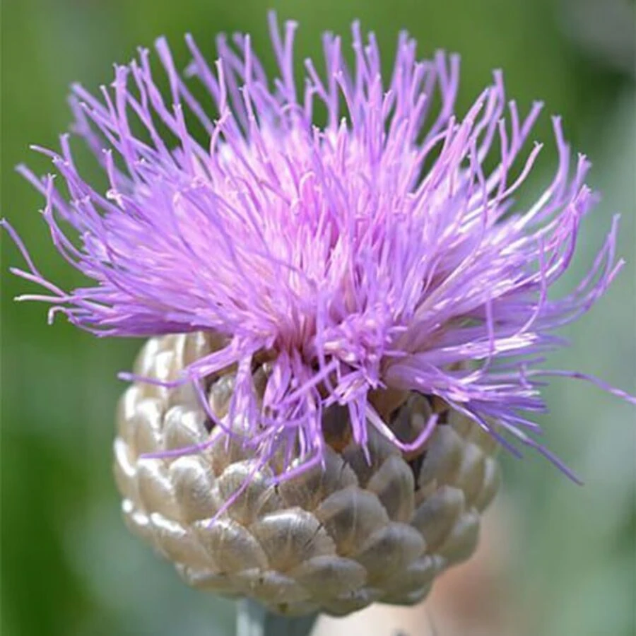 Василек 'Pulchra Major'