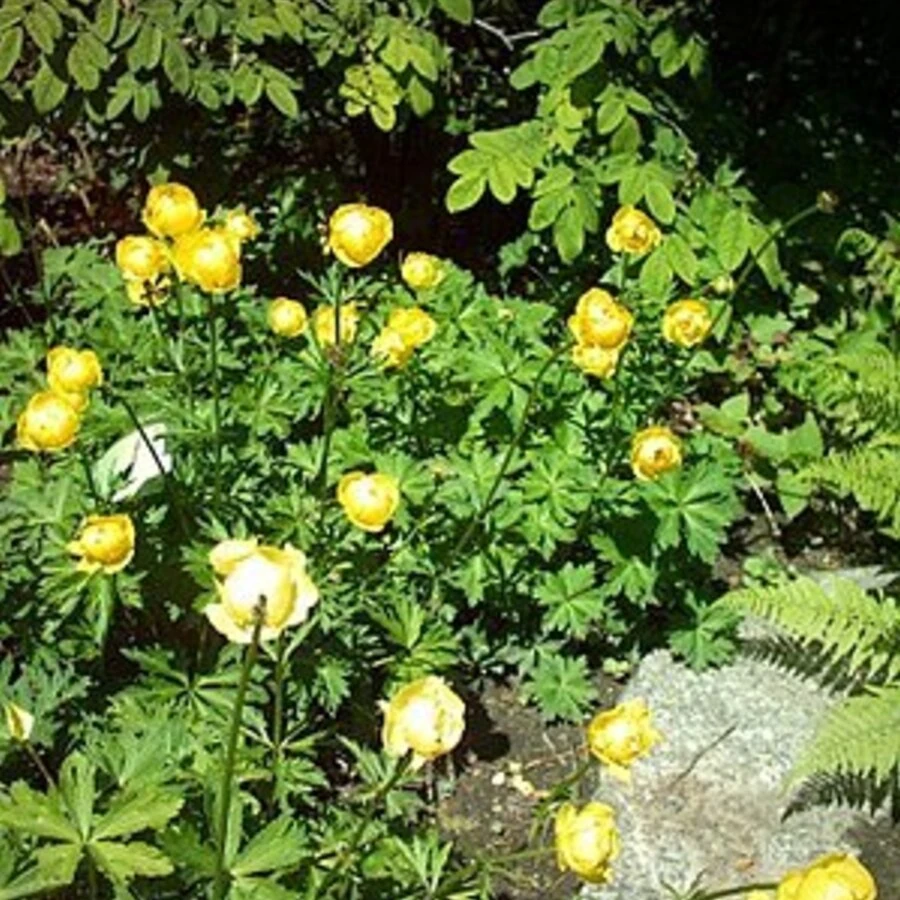 Купальница европейская