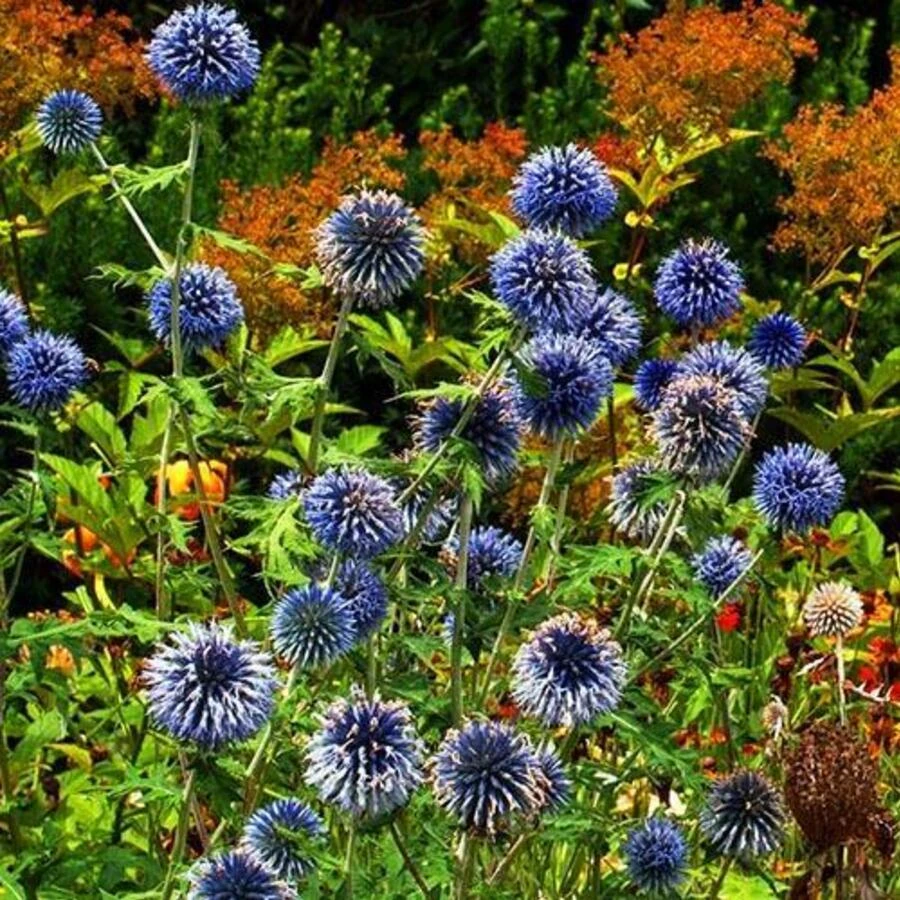 Мордовник баннатийский 'Blue Glow'