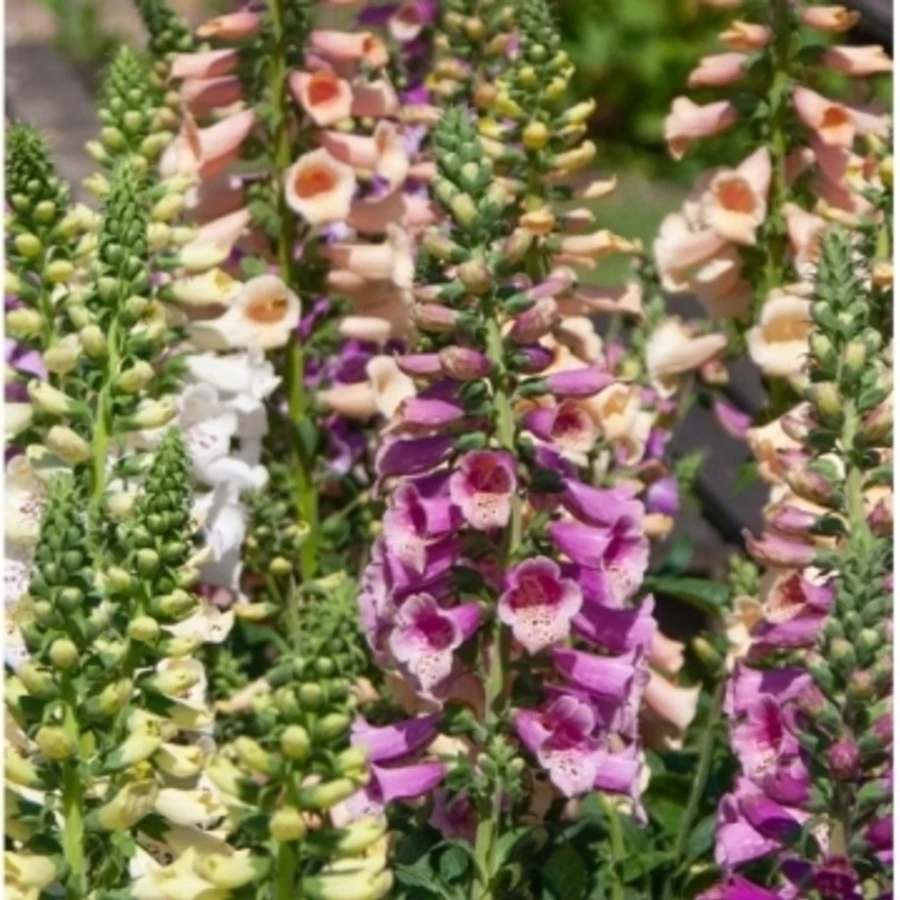 Наперстянка 'Dottie Purple'