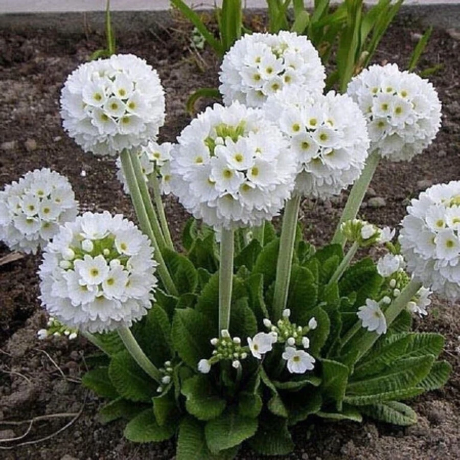Примула зубчатая белая