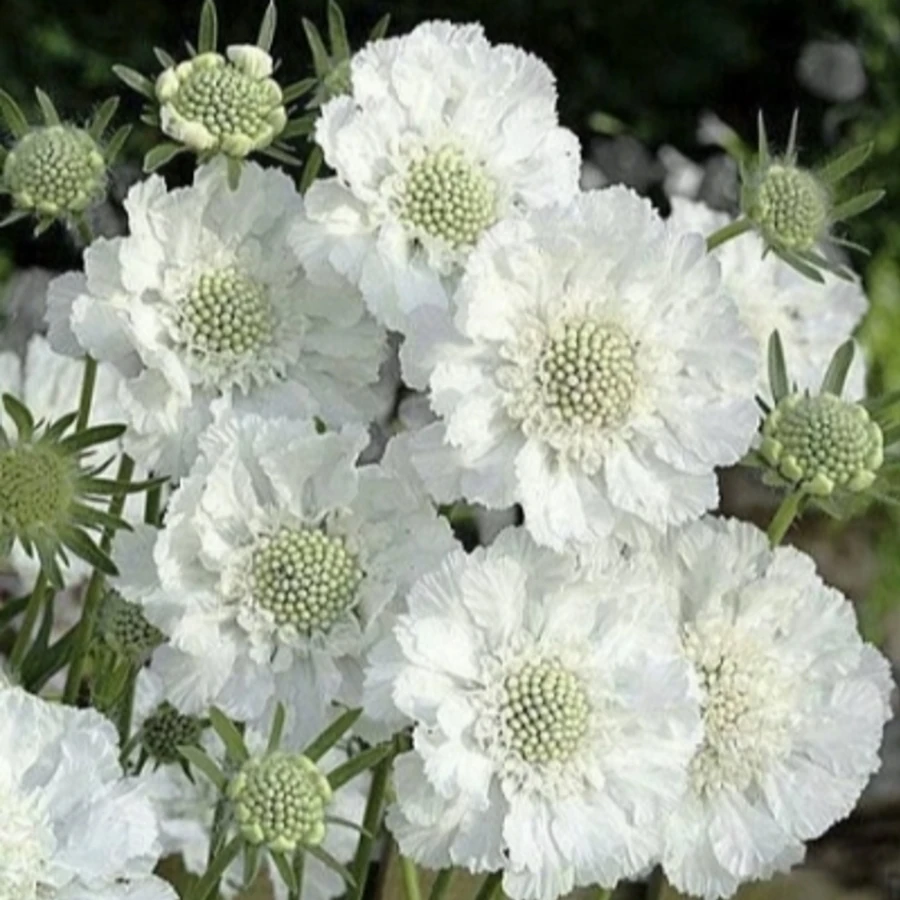 Скабиоза кавказкая 'Fama White'