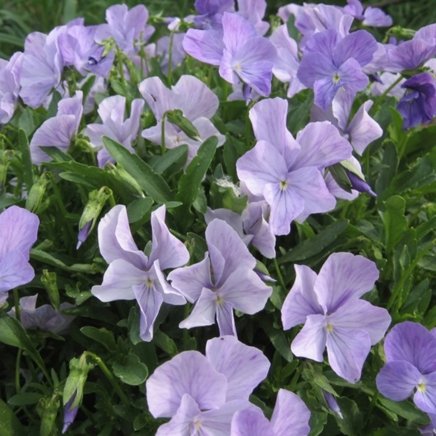 Фиалка рогатая 'Boughton Blue'