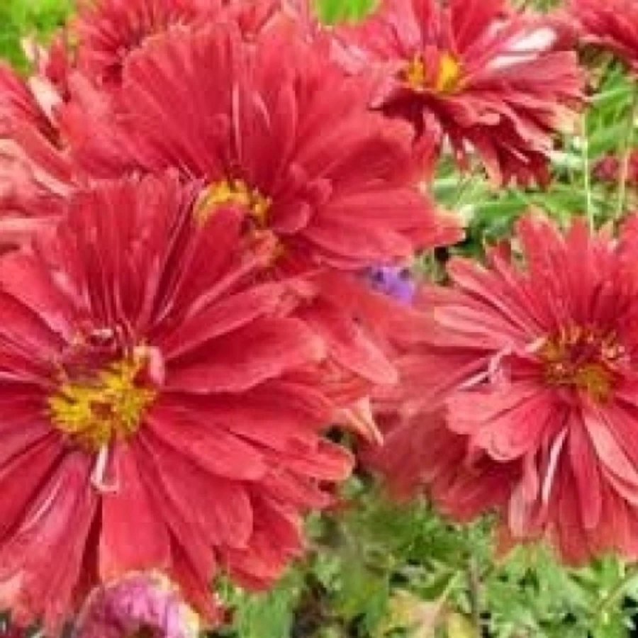 Хризантема гибридная 'Duchess of Edinburgh'