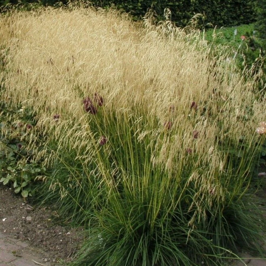 Щучка дернистая 'Goldschleier'