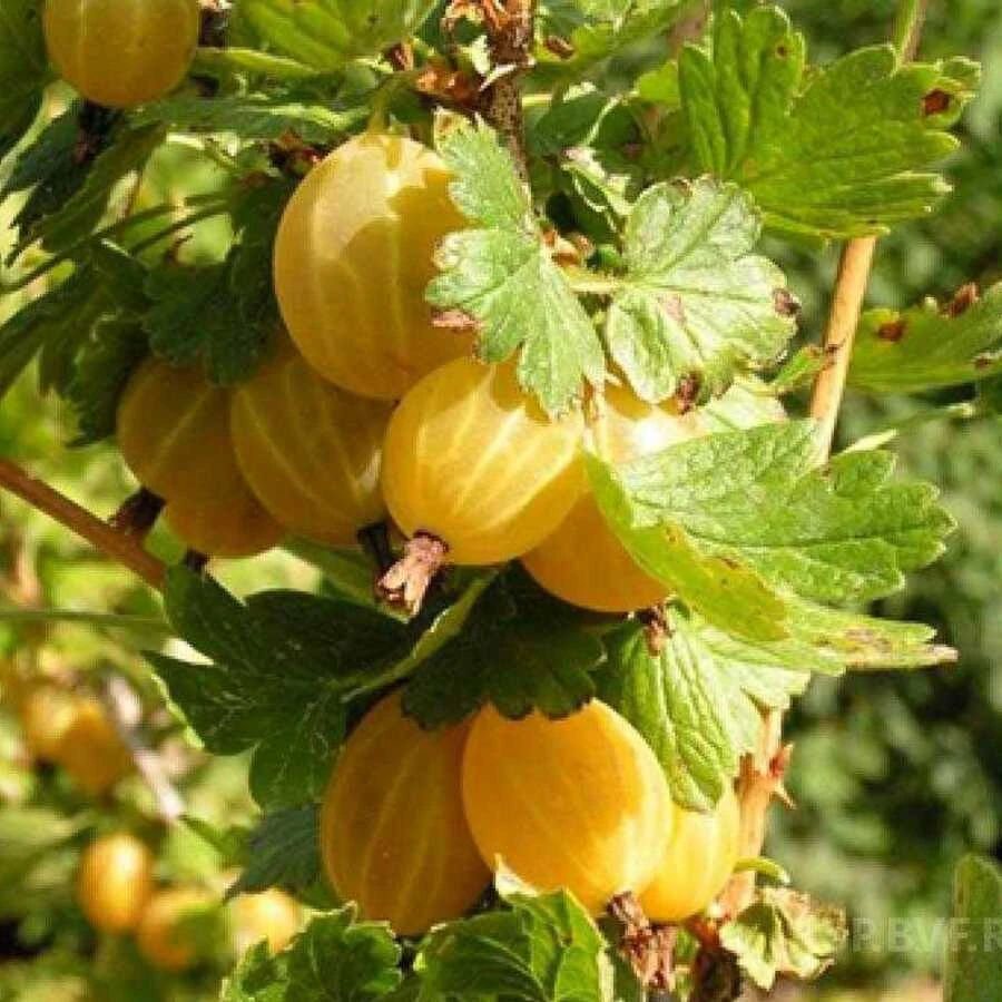 Крыжовник Куршу Дзинтарс