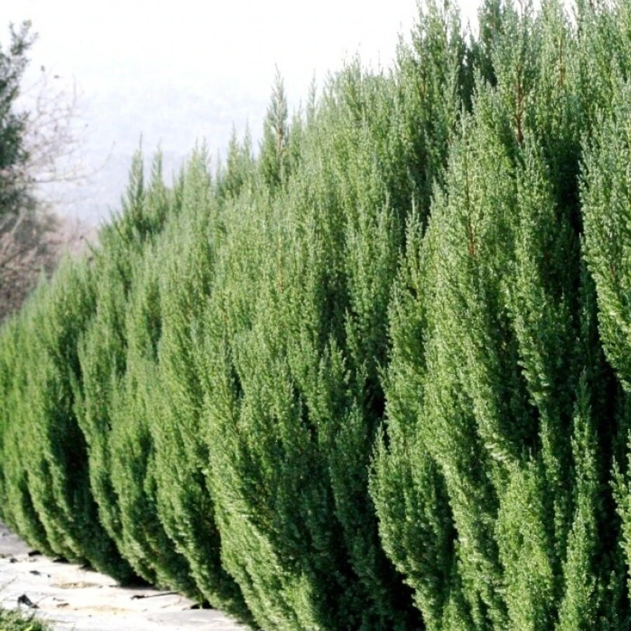Можжевельник китайский "Stricta"