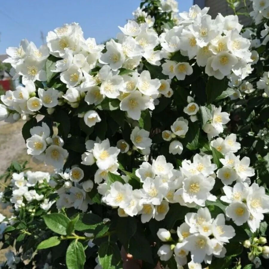 Чубушник "Аваланш" ("Земляничный")