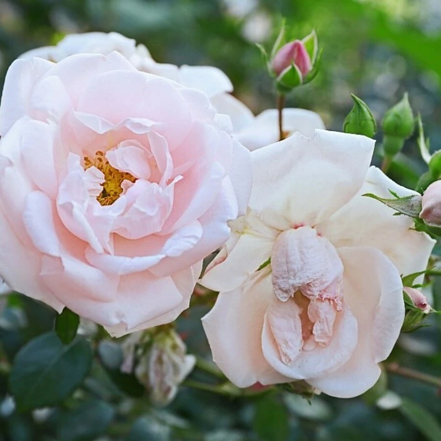 Роза ругоза "Шнеекоппе" Rosa rugosa 'Schneekoppe'