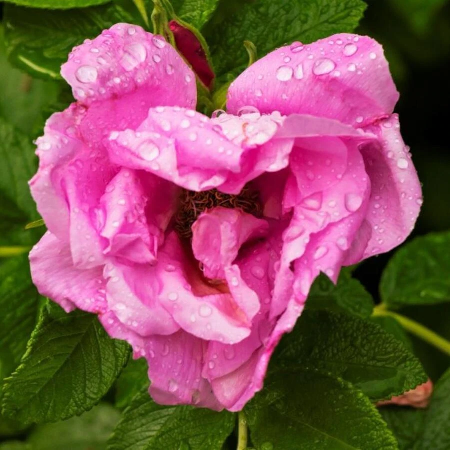 Роза ругоза "Цверг" Rosa rugosa 'Zwerg'