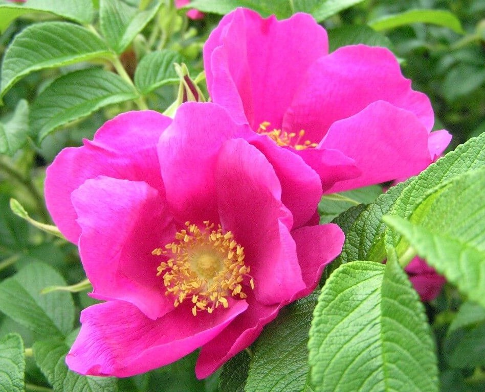 Роза ругоза "Рубра" Rosa rugosa 'Rubra'