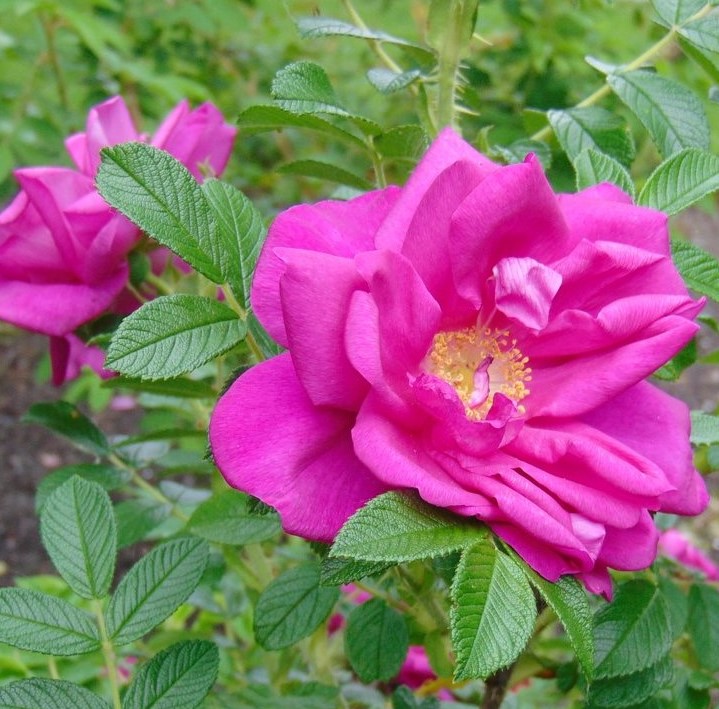 Роза ругоза "Ротес Меер" Rosa rugosa 'Rotes Meer'