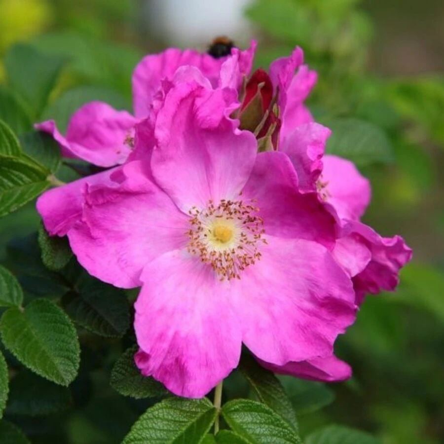 Роза ругоза Rosa rugosa
