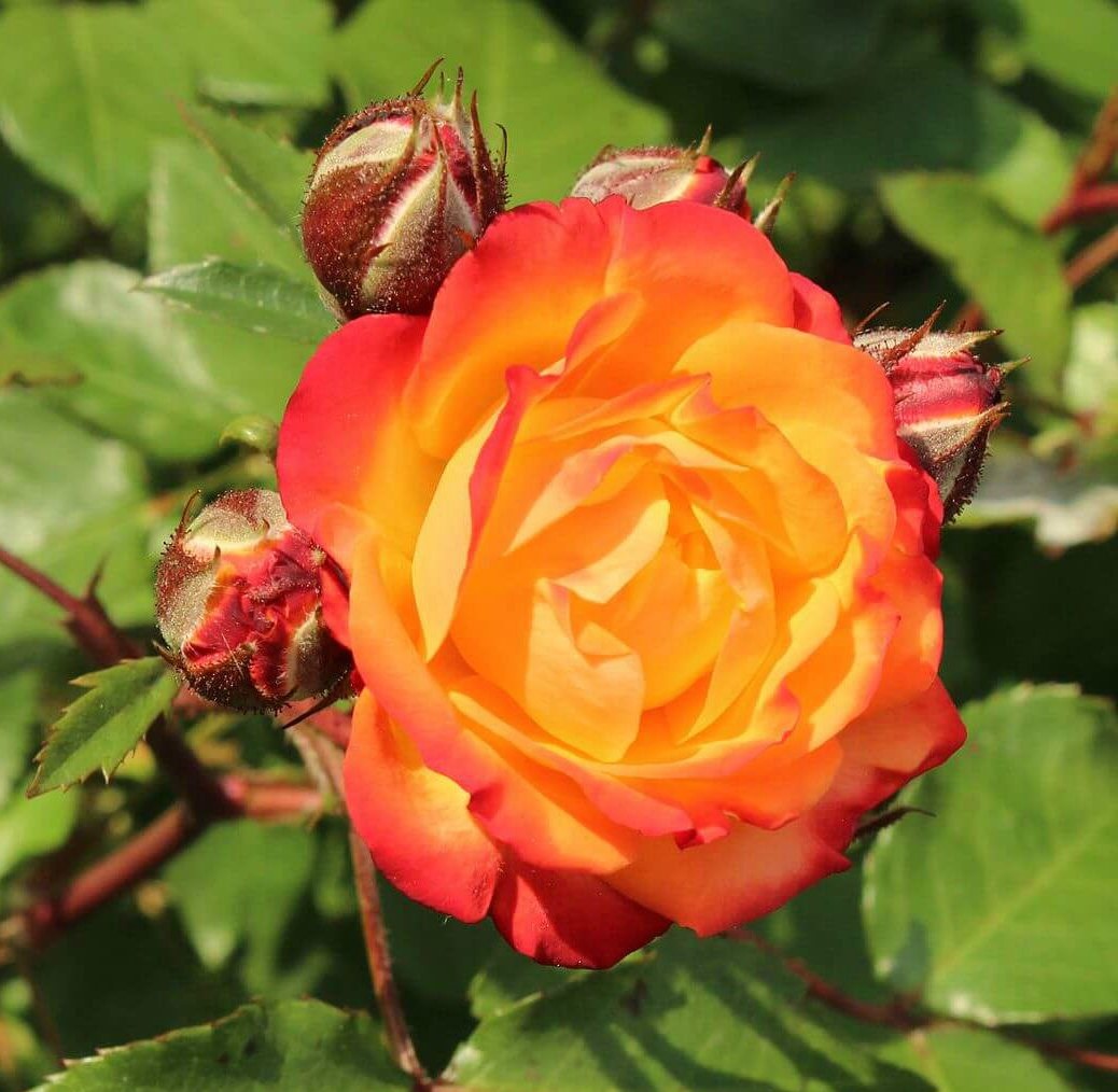 Роза "Румба" Rosa 'Rumba'